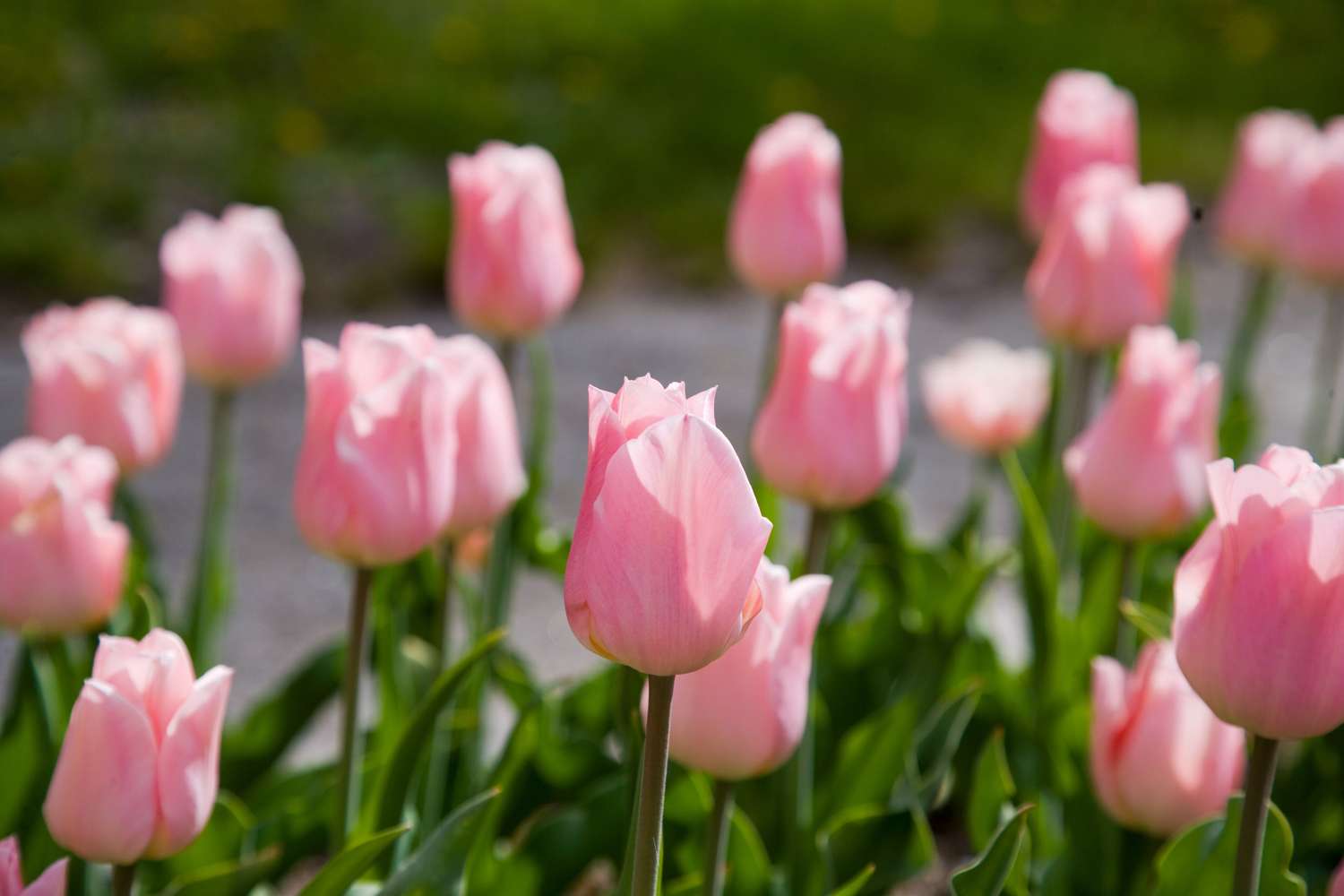 Tulppaani 'Apricot Beauty'